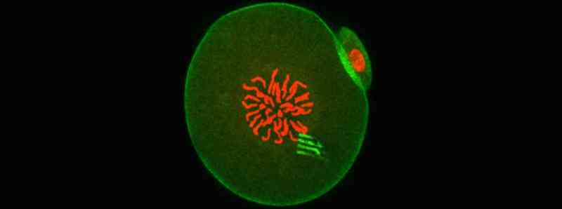 Nanodispositivi che registrano i processi delle cellule